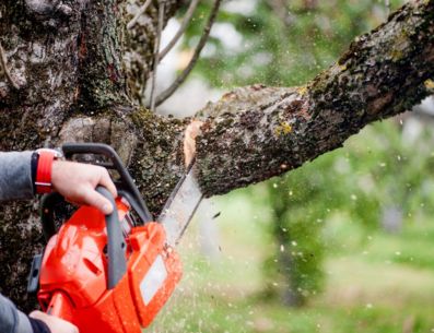 Image Quand élaguer un arbre ?